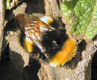 Queen bumble bee