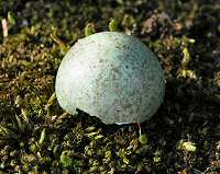 Blackbird eggshell