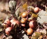 Oak galls