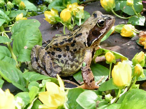 Frog with creeping jenny