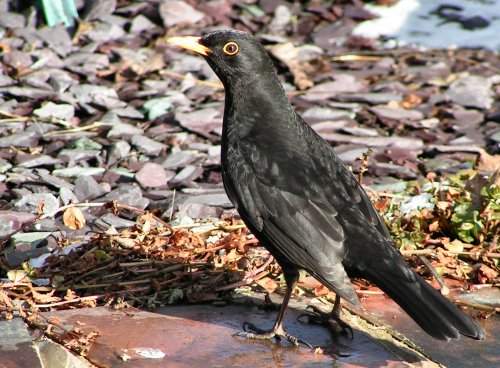 Male blackbird on pond-side