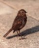 Juvenile robin