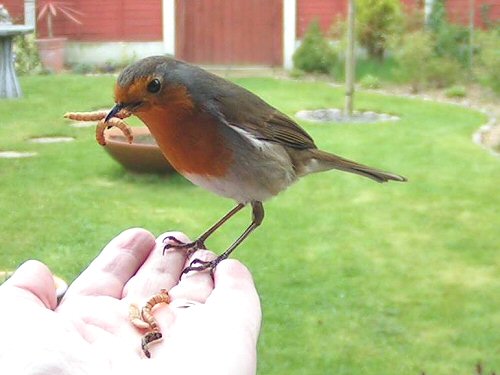 Robin in the hand