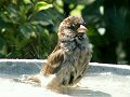 Female house sparrow bathing