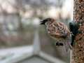 Male sparrow on feeder