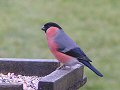 Male bullfinch