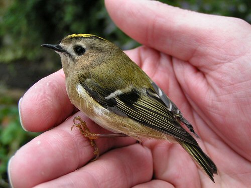 Goldcrest in the hand