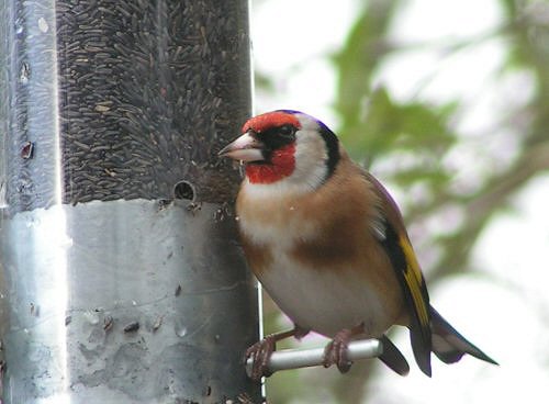 Goldfinch at Nyjer feeder
