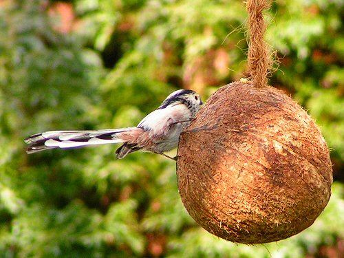 Long-tailed tit on coconut