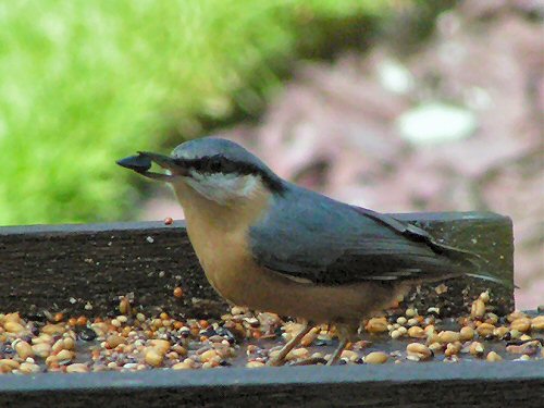 Nuthatch at bird table
