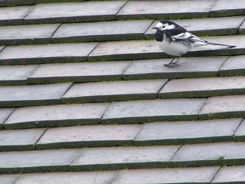 Pied wagtail on a rooftop