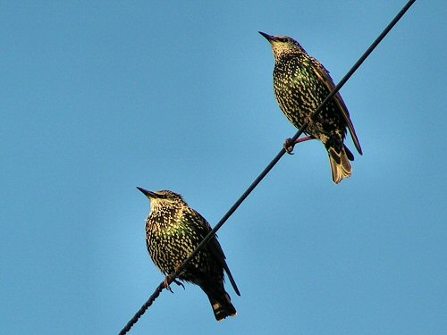 Starlings on telegraph wire