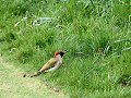 Female green woodpecker