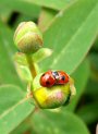 Two-spot ladybirds