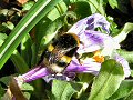 White-tailed bumblebee queen on crocus