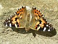 Painted lady sunning itself