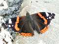 Red admiral