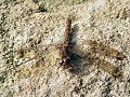 Female common darter