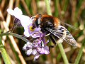 Eristalis intricarius on forget-me-not