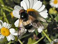 Hoverfly: Volucella pellucens