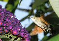 Hummingbird hawkmoth at buddleia