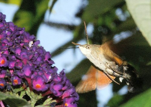 Hummingbird hawkmoth at buddleia