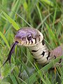 Grass snake closeup