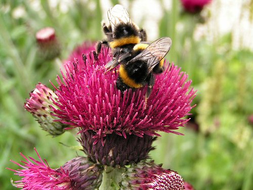 Wildlife Trusts LUSH Garden: Thistle and Bumblebees