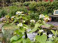 Garlic mustard