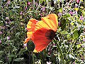 Ornamental poppy