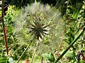 Goatsbeard