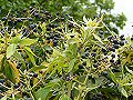 Ivy in fruit