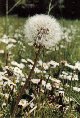 Dandelion clock