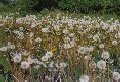 Dandelion clocks