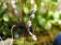 Common cotton-grass