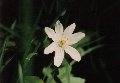 Wood anemone