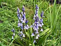 Spanish bluebell