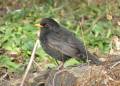 Male blackbird