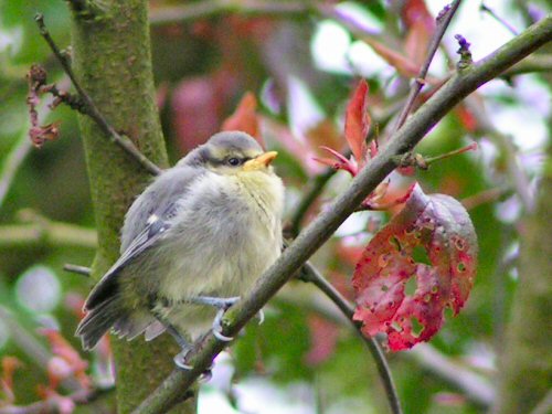 Fledgling blue tit