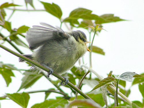 Fledgling blue tit food begging