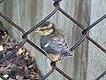 Blue tit fledgling