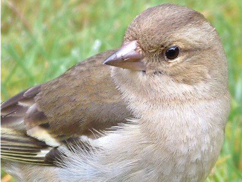 Female chaffinch: extreme closeup