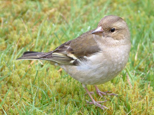 Female chaffinch