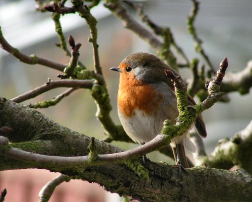 Robin in pear tree