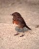 Juvenile robin