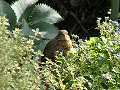 Fledgling robin