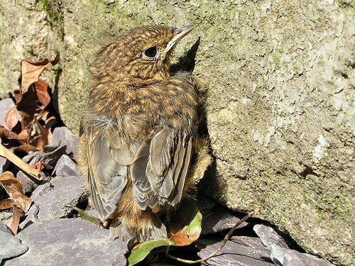 Robin fledgling