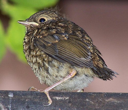 Robin fledgling