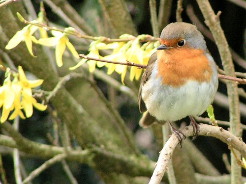 Robin in forsythia