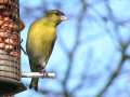 Siskin at peanut feeder